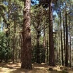 Фото 1:1 - iestafeta.com