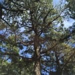 Фото 1:1 - iestafeta.com