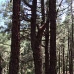 Фото 1:1 - iestafeta.com