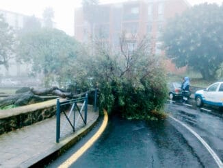 Погода шалит на Канарах: упавшие деревья и отключение электроэнергии