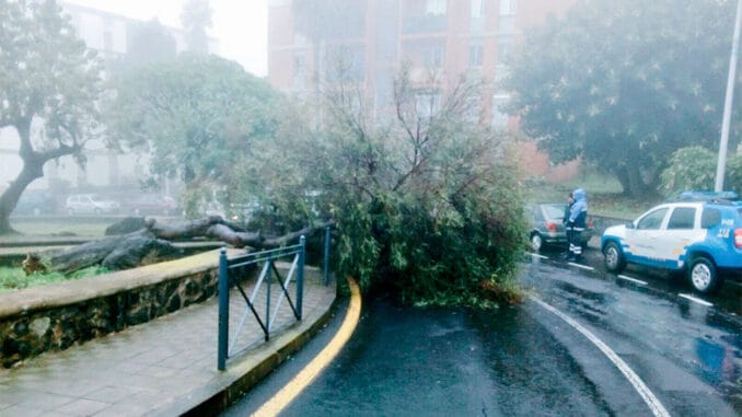 Погода шалит на Канарах: упавшие деревья и отключение электроэнергии Погода шалит на Канарах: упавшие деревья и отключение электроэнергии