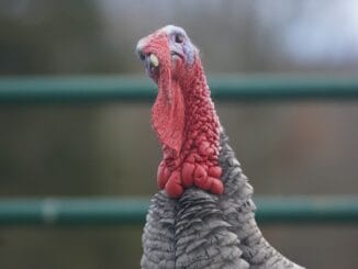 Архипелаги бунтуют по поводу масок на пляже, но бунт этот - "маскарадный"