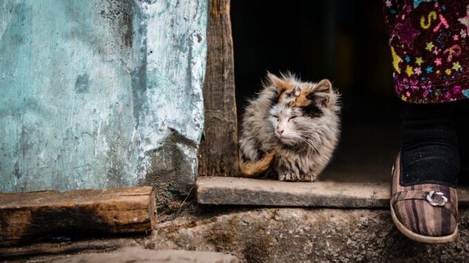 Кто оказывает более разрушительное влияние на экономику: Covid-19 или политики? Кто оказывает более разрушительное влияние на экономику: Covid-19 или политики?