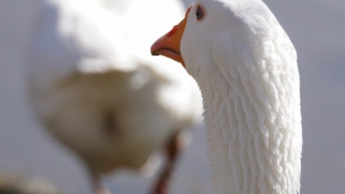 Вирус добил: после "confinamiento" много канарских семей распалось Вирус добил: после "confinamiento" много канарских семей распалось