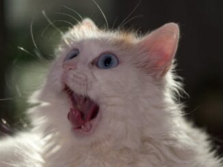 Канарское правительство заблудилось в двух пальмах. Выйти не хочет