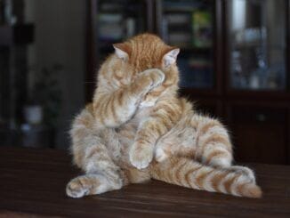 На Канарах снова тревожно: худшие данные по Covid-19 за последние месяцы