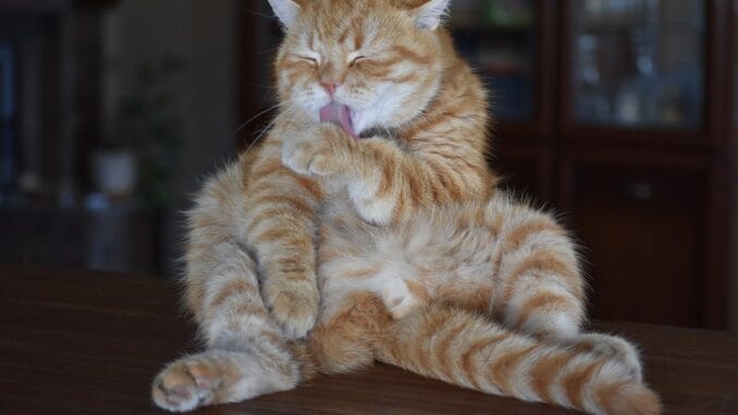 Мадрид старательно "моет руки" при каждом удобном случае Мадрид старательно "моет руки" при каждом удобном случае