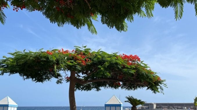 Надоела жара, соскучились по плохой погоде? На Канары возвращаются дожди и холод Надоела жара, соскучились по плохой погоде? На Канары возвращаются дожди и холод