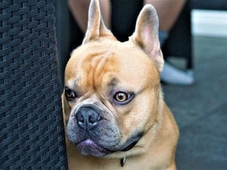 Высший суд Канарских островов отменил ковид-сертификаты как пропуски для входа