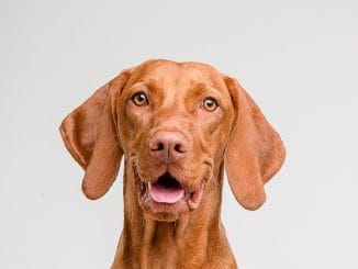 Тенерифе: мошенничестве при бронировании отелей и вилл на острове