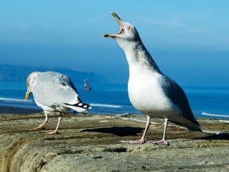 Праздник на Канарах: прибывают первые самолёты с туристами из Великобритании