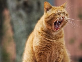 TSJC сегодня отклонил просьбу правительства Канар о комендантском часе