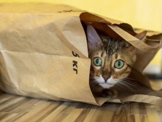 Обезьянья оспа говорите? Так ещё есть верблюжья, кроличья, коровья...