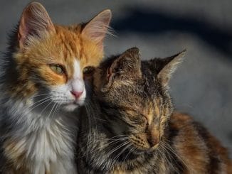 На Канарах хотят запретить невакцинированным вход в некоторые места