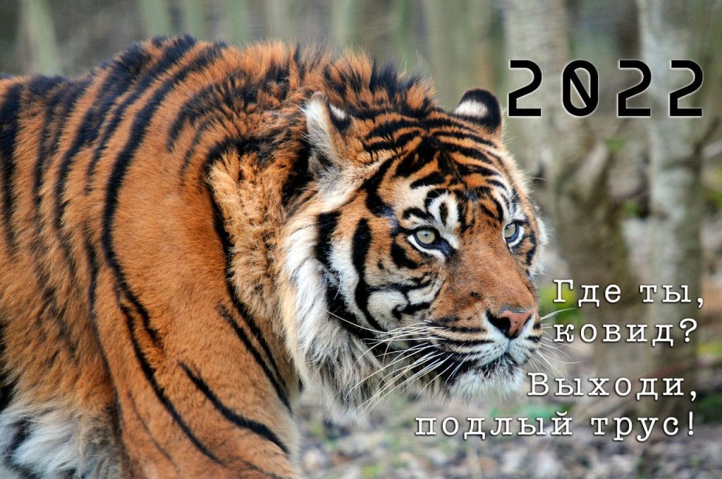 О самом хорошем и важном под Новый, 2022-й, Тигриный !