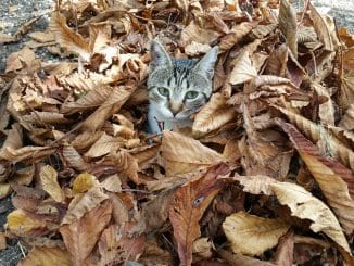 На Канарах со вторника проливные дожди, резкое падение температуры и калима