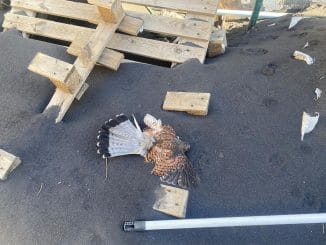 Вулкан на острове La Palma затих, но продолжает травить своими газами