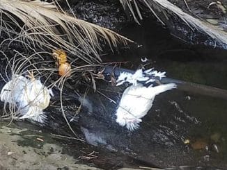 На Тенерифе продолжают колдовать: новые жуткие находки в Parque Rural de Anaga