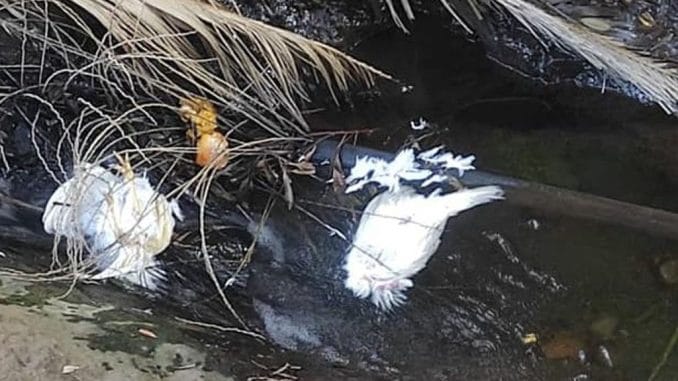 На Тенерифе продолжают колдовать: новые жуткие находки в Parque Rural de Anaga