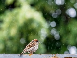 На выходные практически весь Тенерифе будет под дождями