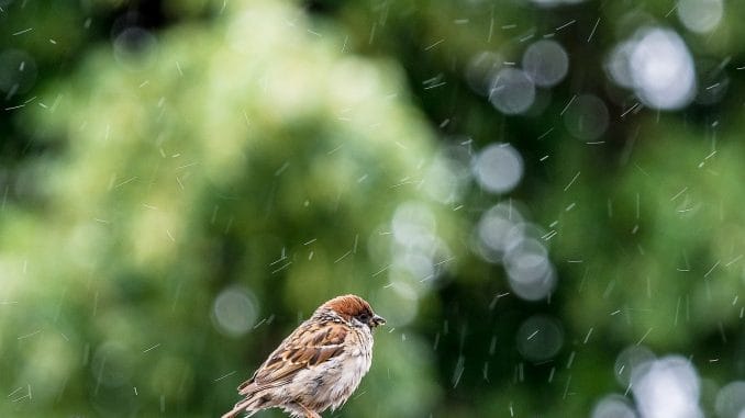 На выходные практически весь Тенерифе будет под дождями