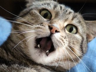 Какое счастье! На Канарских островах появился настоящий грипп!