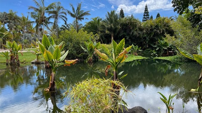 Пасха на Канарских островах: почти без ограничений, разве что бензин дорогой