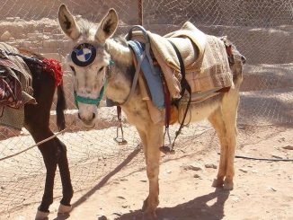 Водители - готовимся пересаживаться на ишаков? Грядёт очередное уменьшение скорости
