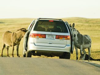 Радуемся: зарегистрирована самая высокая в истории цена за литр бензина
