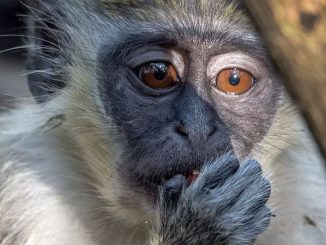 Испания стала страной с наибольшим количеством случаев обезьяньей оспы