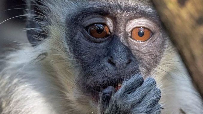 Испания стала страной с наибольшим количеством случаев обезьяньей оспы