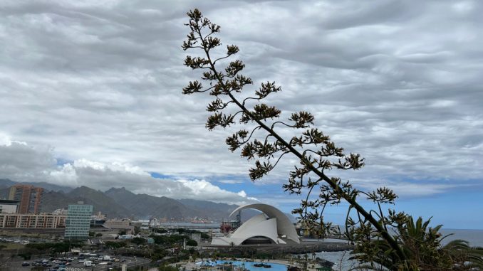 Ну что, канарцы, погрелись и хватит? С завтрашнего дня похолодает, ветрено и дожди Ну что, канарцы, погрелись и хватит? С завтрашнего дня похолодает, ветрено и дожди