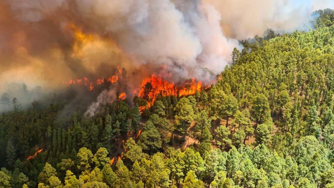 Пожар на севере Тенерифе не удалось контролировать, огонь идёт на запад Пожар на севере Тенерифе не удалось контролировать, огонь идёт на запад