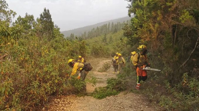 Пожар на Тенерифе: от огня уже могли погибнуть более 15000 животных Пожар на Тенерифе: от огня уже могли погибнуть более 15000 животных