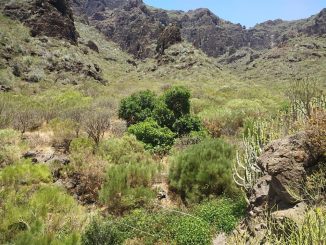 Тенерифе: заметное землетрясение в районе Santiago del Teide, на западе острова