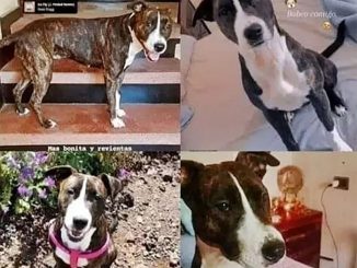 Волна краж собак на Тенерифе? Для собачьих боёв или для разведения потомства?