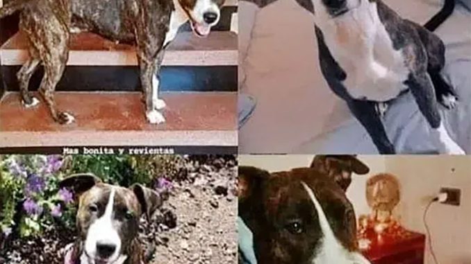 Волна краж собак на Тенерифе? Для собачьих боёв или для разведения потомства?