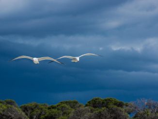 Готовьтесь, островитяне: сильный тропический шторм всё же идёт на Канарские острова