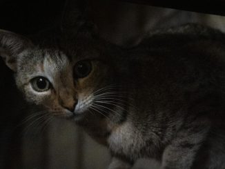 Сегодня Мадрид одобрит дополнительные меры по энергосбережению