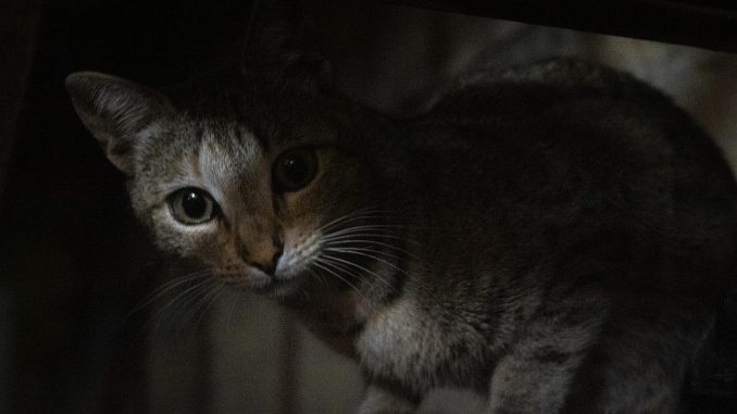 Сегодня Мадрид одобрит дополнительные меры по энергосбережению