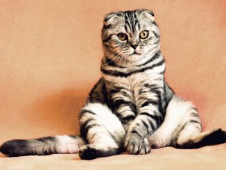 Канарские острова: с миру по нитке, политикам по рубашке. От Stefano Ricci