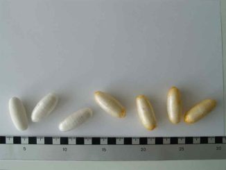 У перевозчика кокаина упаковка порвалась в желудке, самолёт срочно посадили на Канарах