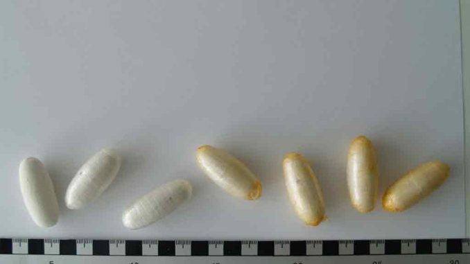 У перевозчика кокаина упаковка порвалась в желудке, самолёт срочно посадили на Канарах У перевозчика кокаина упаковка порвалась в желудке, самолёт срочно посадили на Канарах