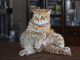 Соскучились по коронавирусу? Не печальтесь: правительство Канар подняло планку