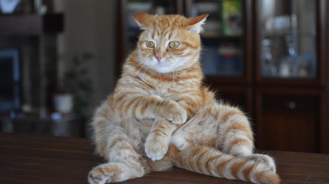 Соскучились по коронавирусу? Не печальтесь: правительство Канар подняло планку Соскучились по коронавирусу? Не печальтесь: правительство Канар подняло планку