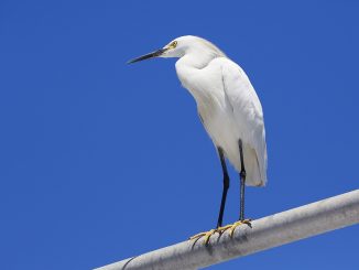 Канары: и холод и калима в одном флаконе ждут острова в ближайшие дни