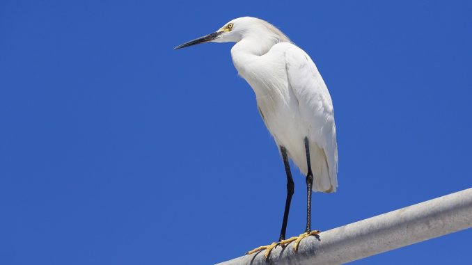 Канары: и холод и калима в одном флаконе ждут острова в ближайшие дни Канары: и холод и калима в одном флаконе ждут острова в ближайшие дни