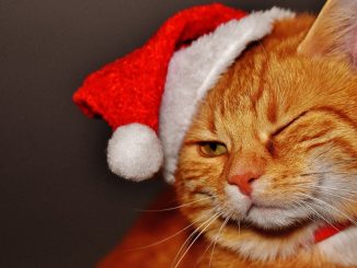 Первое похмелье наступившего года на Канарах: молодёжь с утра "ищет здоровье"