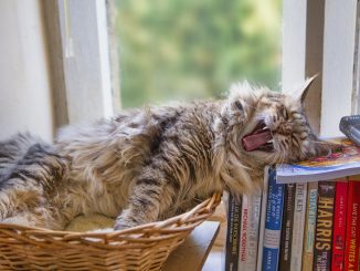 Карнавальная комедия: дама потеряла сумку с наркотиками, обратилась в полицию за помощью