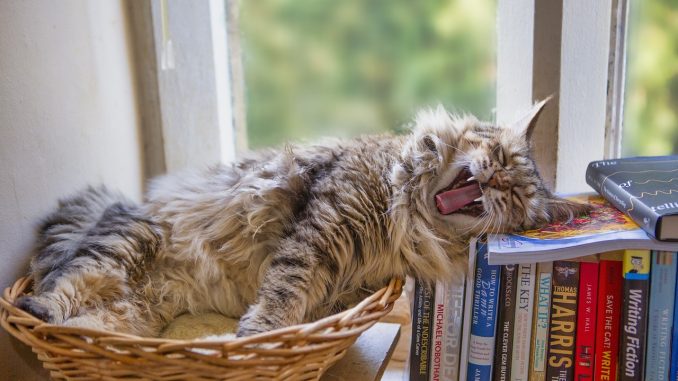 Карнавальная комедия: дама потеряла сумку с наркотиками, обратилась в полицию за помощью Карнавальная комедия: дама потеряла сумку с наркотиками, обратилась в полицию за помощью